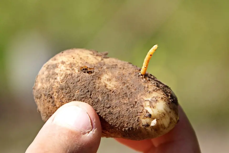Larvy kovaříků, drátovci, provrtávají a znehodnocují brambory