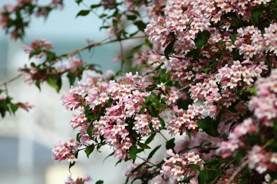 Kolkvície krásná (Kolkwitzia amabilis) patří k bohatě kvetoucím okrasným dřevinám.