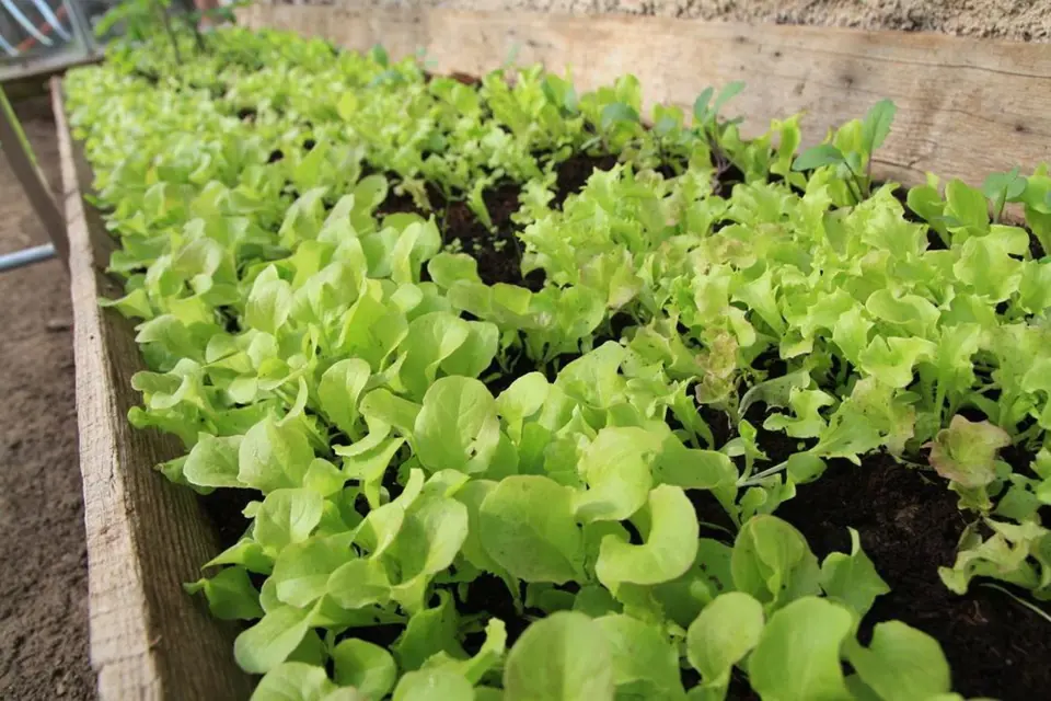 Mladé listy salátů lze sklízet již měsíc po výsevu