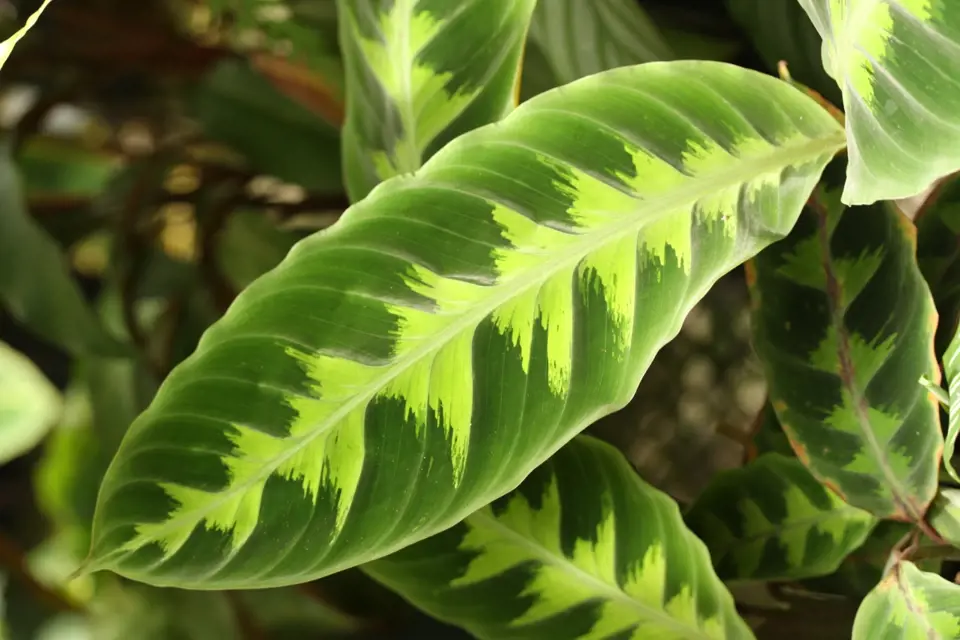 Calathea warscewiczii roste v deštných lesích Kostariky