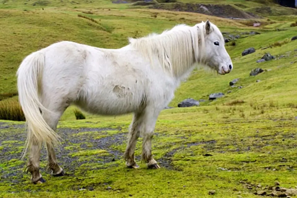 Velšský pony
