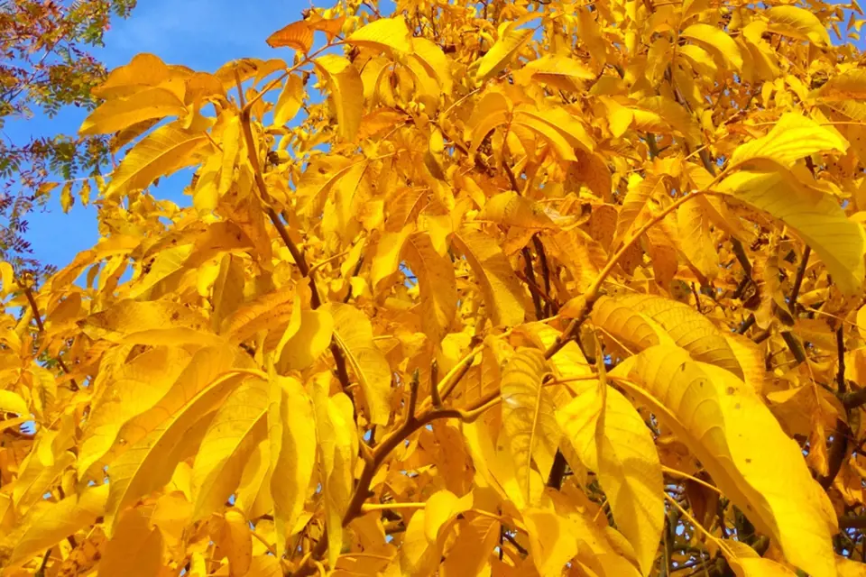 V záři podzimního slunce připomíná listí ořešáků zlato.