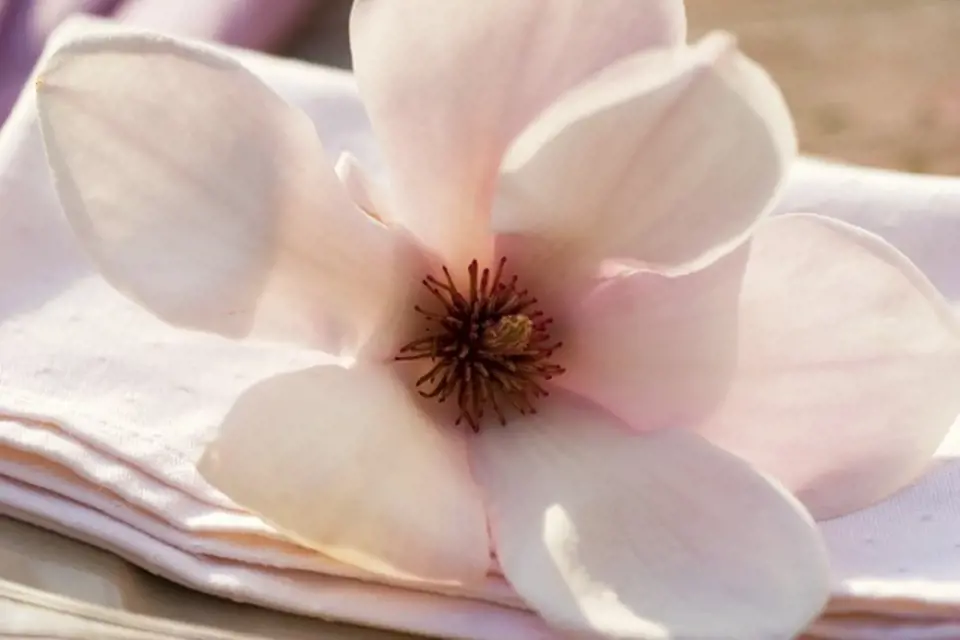 Detail květu magnolie