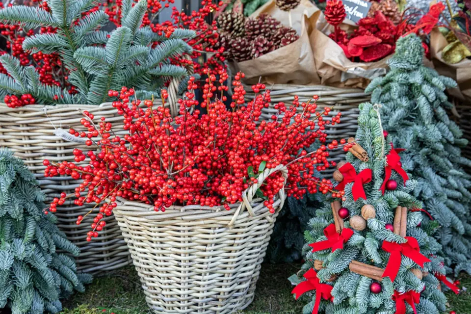Větvičky plné červených bobulí skvěle padnou ke většině vánočních dekorací.