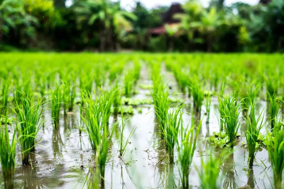 Rýžová pole krmí velkou část planety.