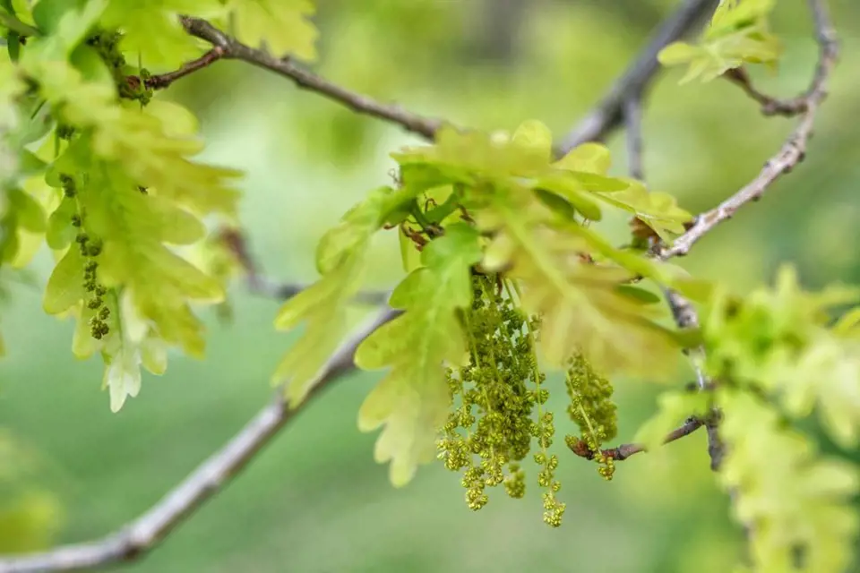 Pyloví alergici by si měli dávat pozor i na rozkvetlé duby.