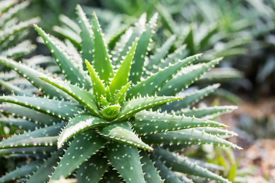 Listy Aloe vera obsahují gel, který je mimo jiné bohatým zdrojem vitamínů A, C, E, B.