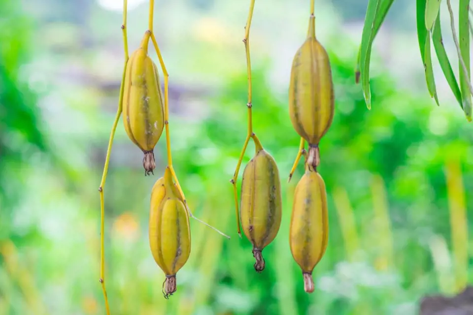 Plody orchidejí, zde rodu Cymbidium, obsahují ohromné množství semen
