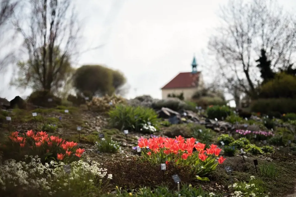 Botanické zahradě v pražské Troji vévodí na jaře cibuloviny.