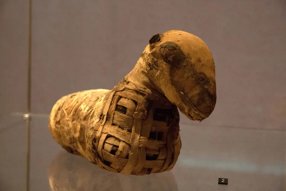 Mumifikované jehně, muzeum v Leiden, Nizozemí