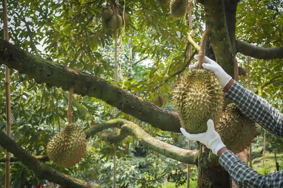 Durian je nutno sklízet v rukavicích