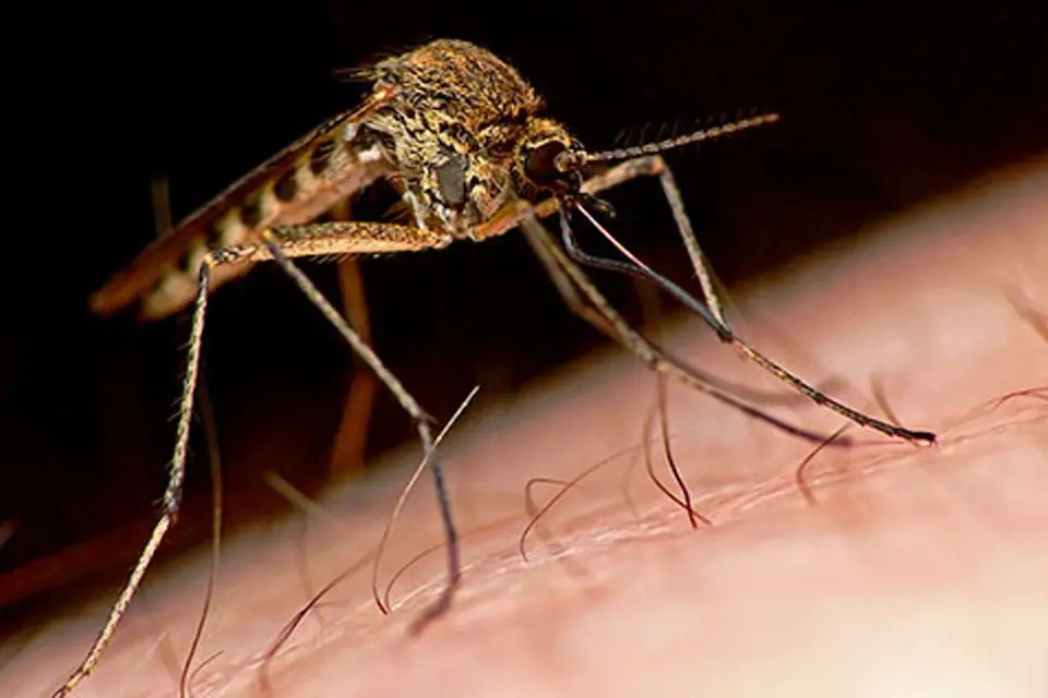 Krmící se komár
