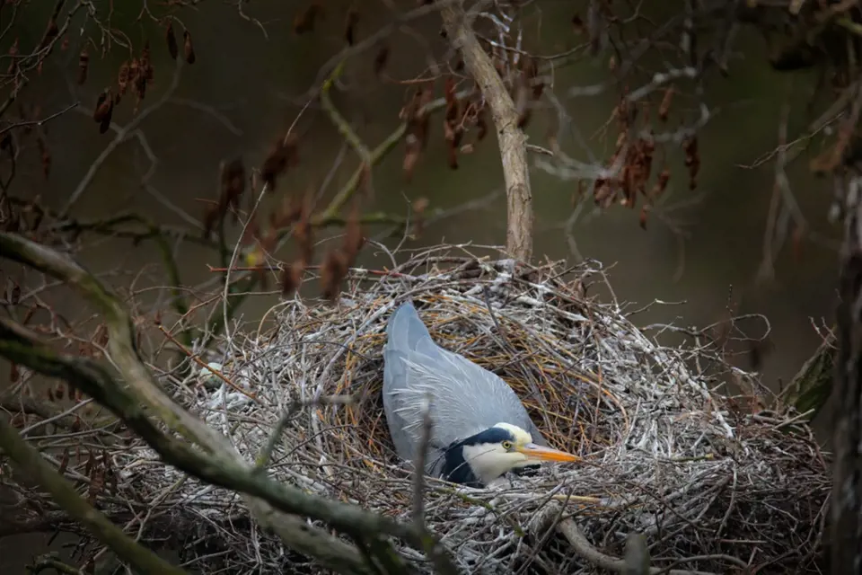 Volavka popelavá sedí na vejcích ve svém proutěném hnízdě.