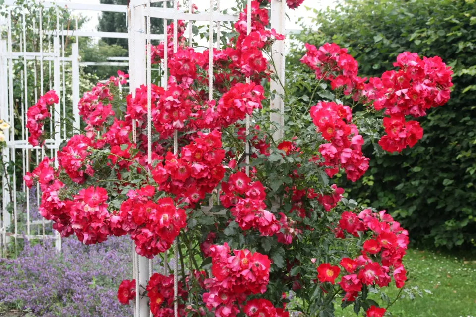 Dortmund (Kordes, Německo, 1952). Svítivý, červenofialový jednoduchý květ s 5 plátky asi 7 cm velký, zvláštní lesklé listy, velké šípky; výška růže 2,5 m. Opakovaně kvetoucí