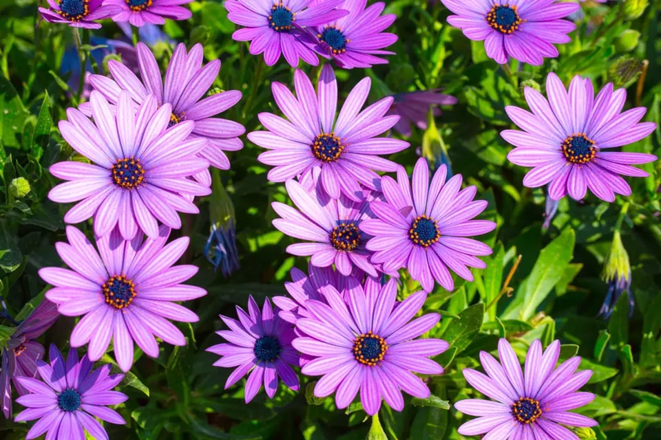 Fialová barva květů kapské kopretiny je nejtypičtější a snad i nejoblíbenější.
