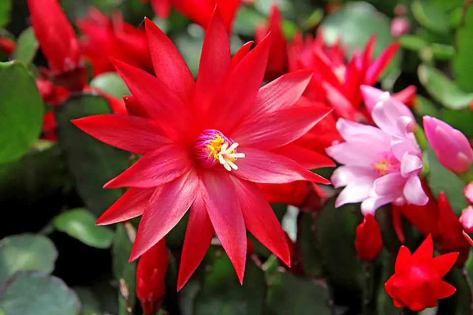 velikonoční kaktus - květ