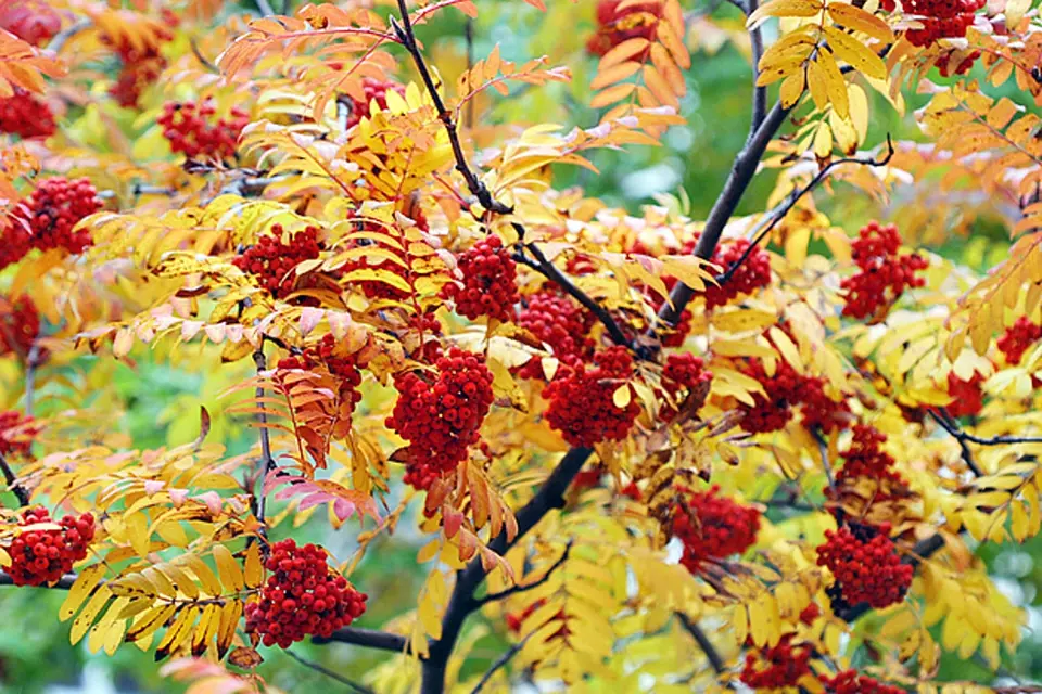 Jeřabiny, barevné radosti podzimu