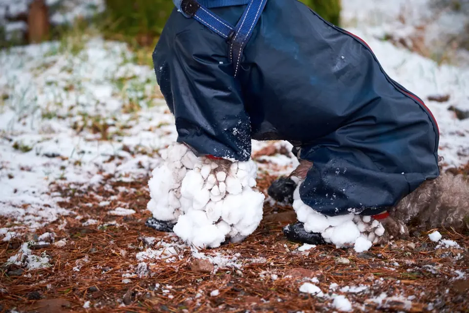 Nalepený sníh na nohách chlupáčů je obvyklý zimní problém.