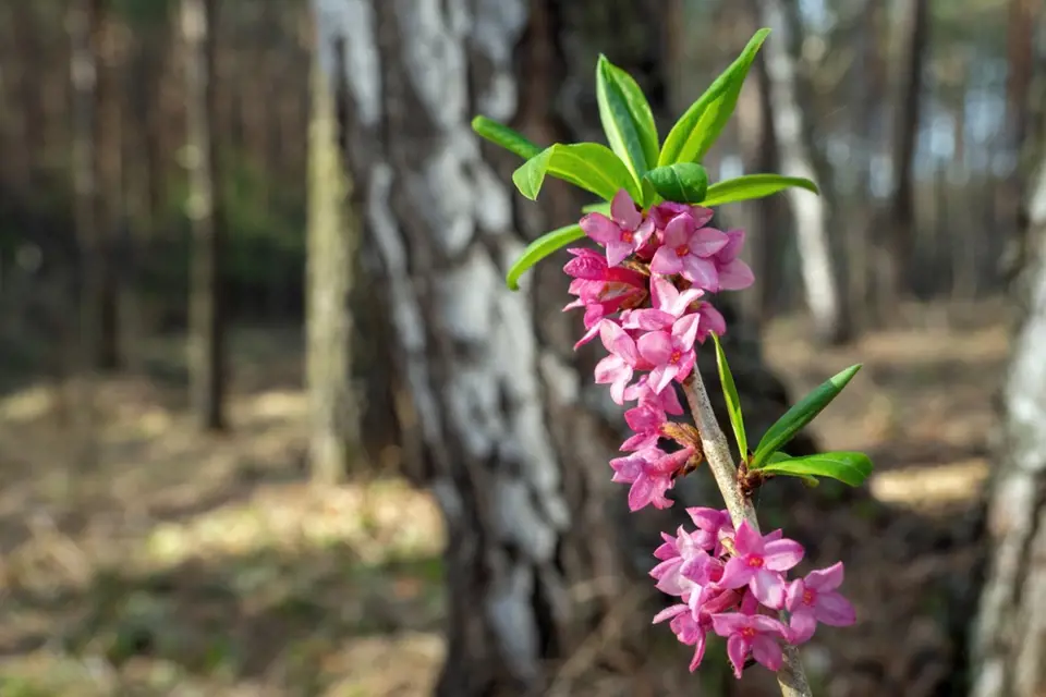 Růžové květy lýkovce jedovatého působí v jarním lese jako zjevení.