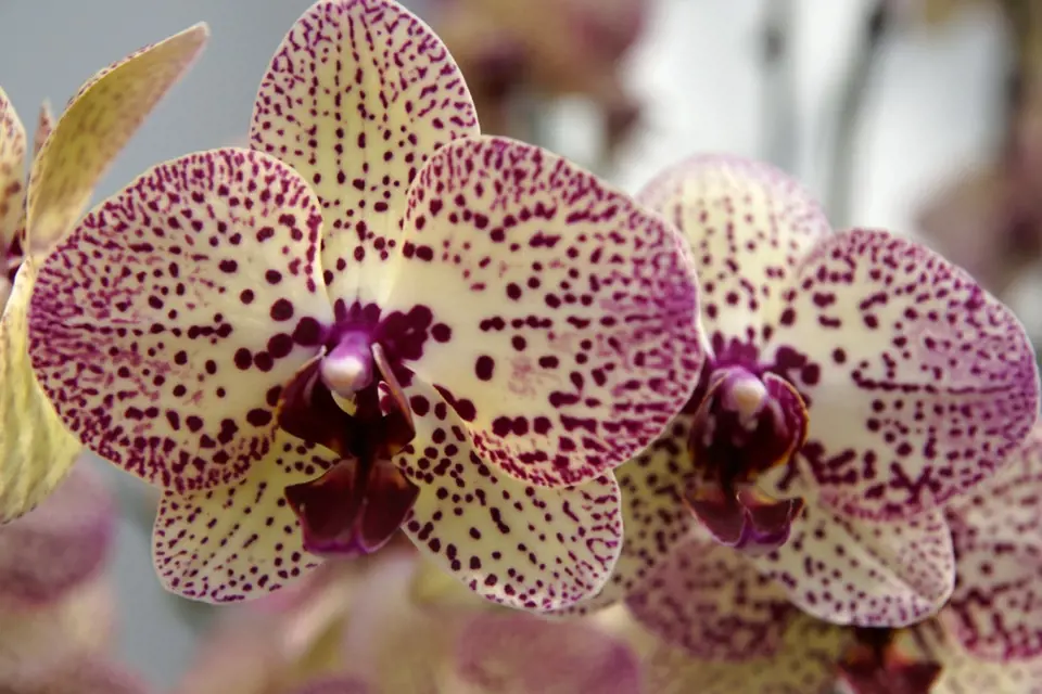 Květy vyšlechtěných orchidejí hýří mnoha barvami.