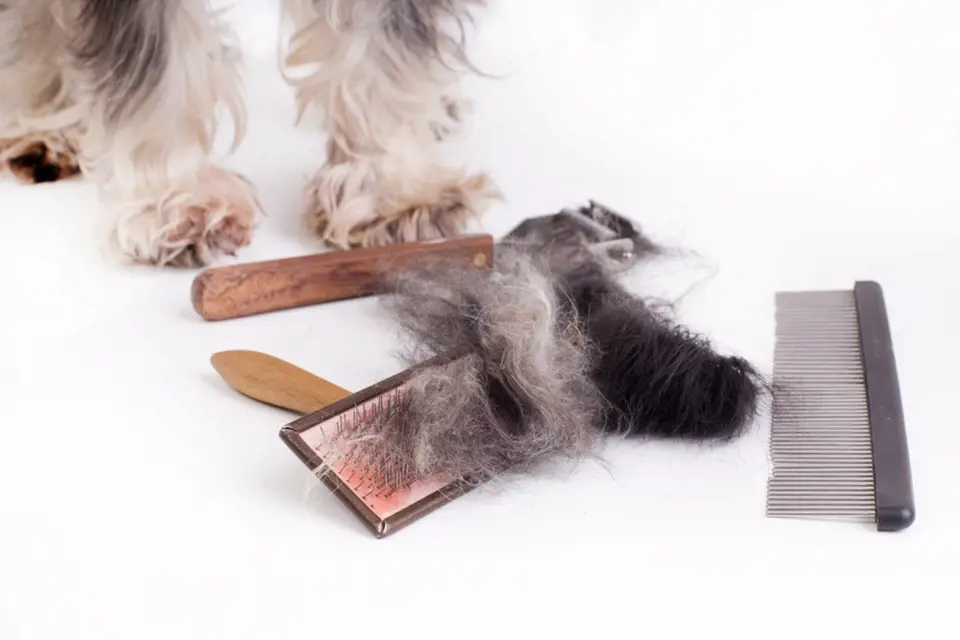 Pro úpravu psí srsti se používají kartáče, hřebeny a trimovače. 