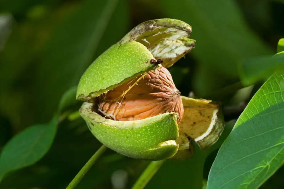 Oplodí zralých ořechů puká samo, což nám usnadňuje sklizeň