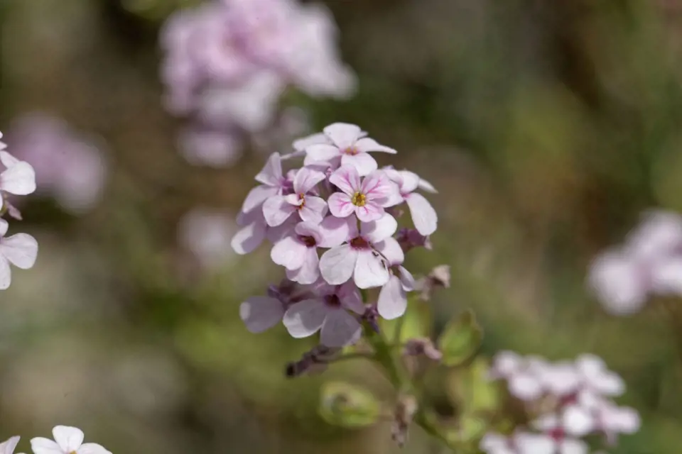 Sivutka velkokvětá (Aethionema grandiflora) patří ke stálezeleným skalničkám.