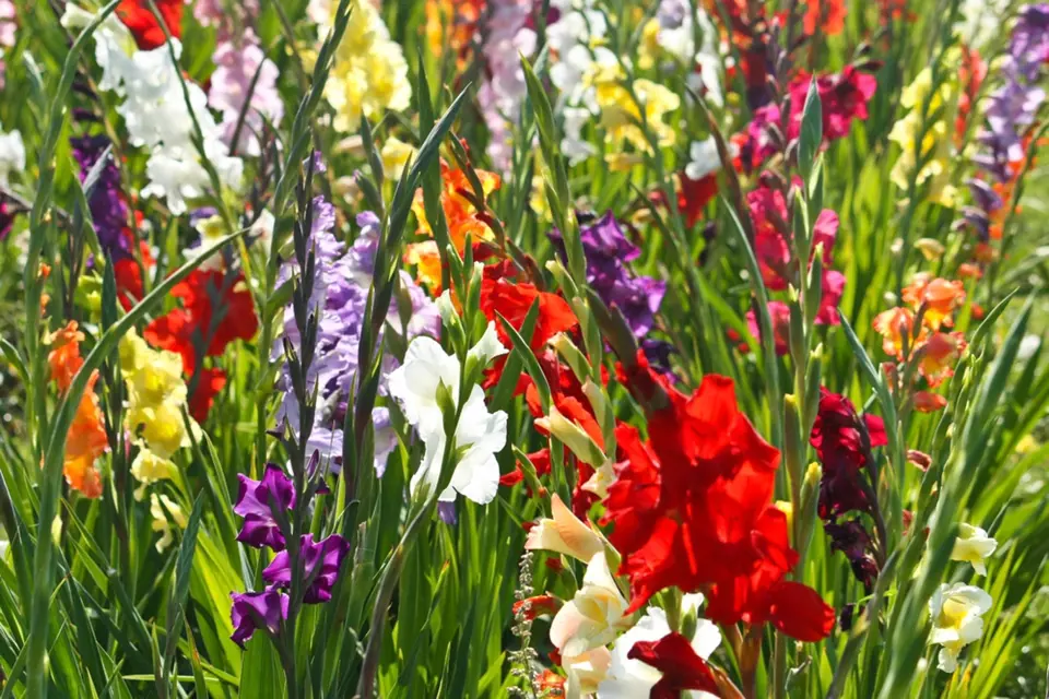 Na záhonu můžeme pěstovat gladioly v různých barvách.