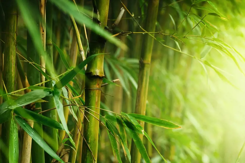 Bambusy mají jedinečné kouzlo, ozdobné jsou listy i stébla