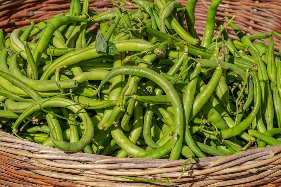 Zelené fazolky obsahují spoustu důležitých látek