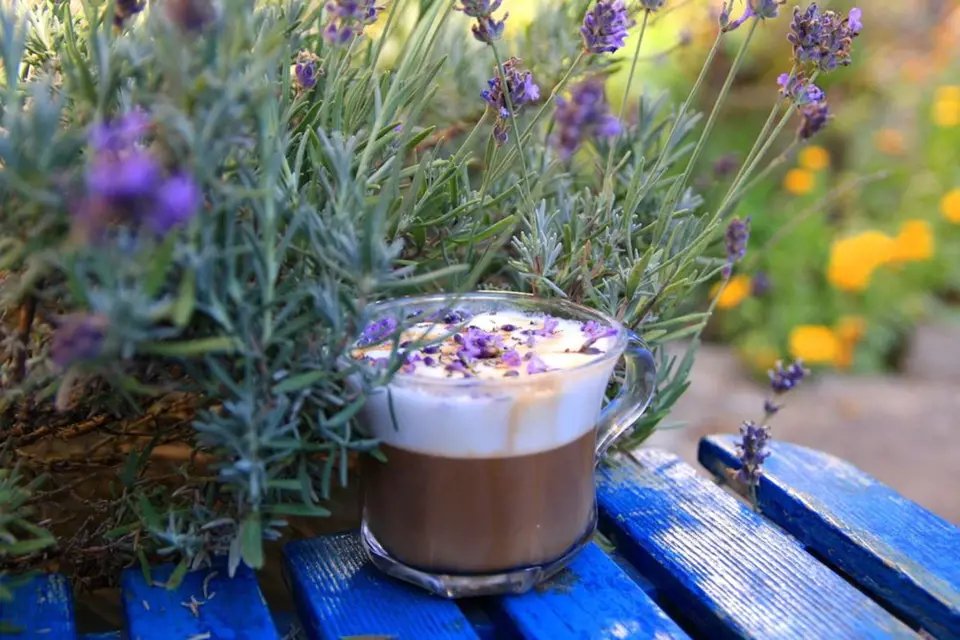 Levandulová káva, potěšení na zahradě