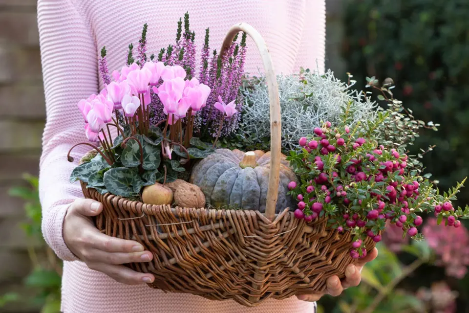 Pro podzimní dekorace: brambořík, vřes, drátovec, libavka a Muehlenbeckia.