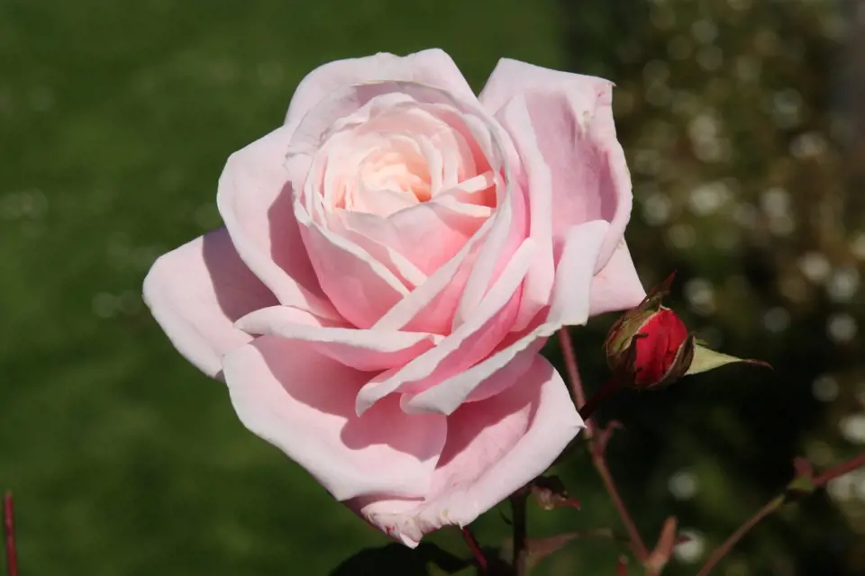 Sadová růže, odrůda Blossontime