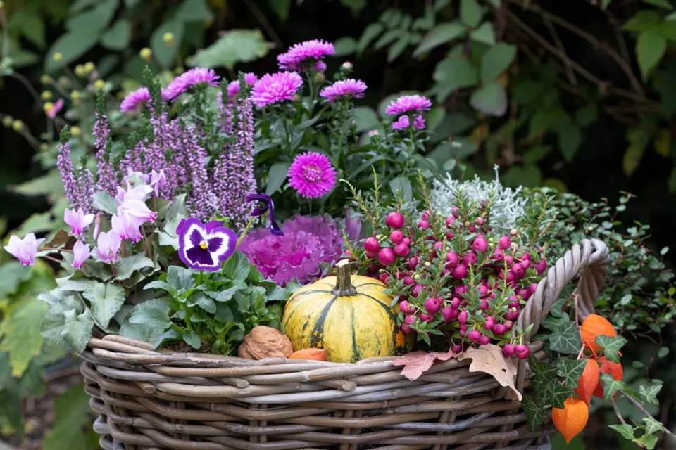 Podzimní aranžmá v proutěném koši: brambořík, vřes, maceška, okrasné zelí, krásnohlávek, libavka, hvězdnice.