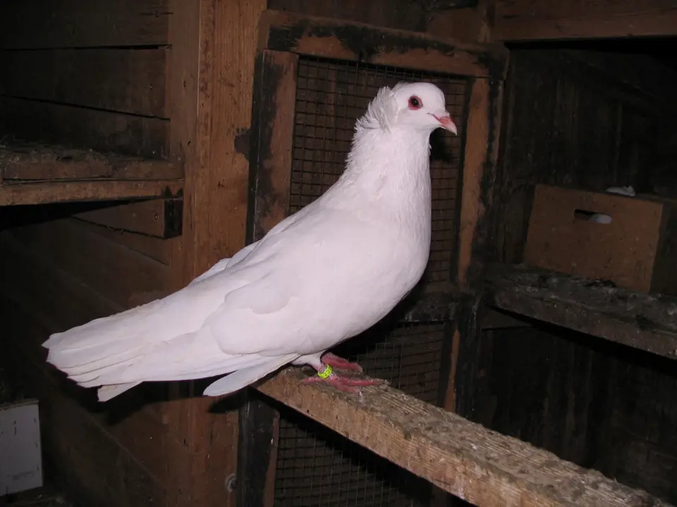 Montaubánci jsou holubi velcí, ale elegantní