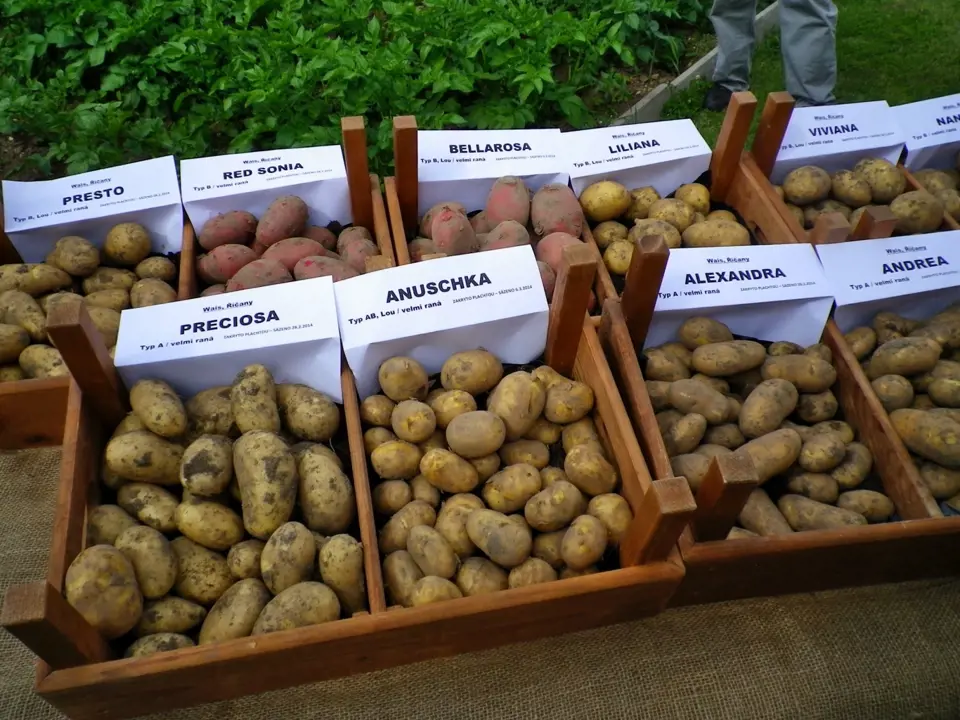 Výběr odrůd brambor k pěstování je široký