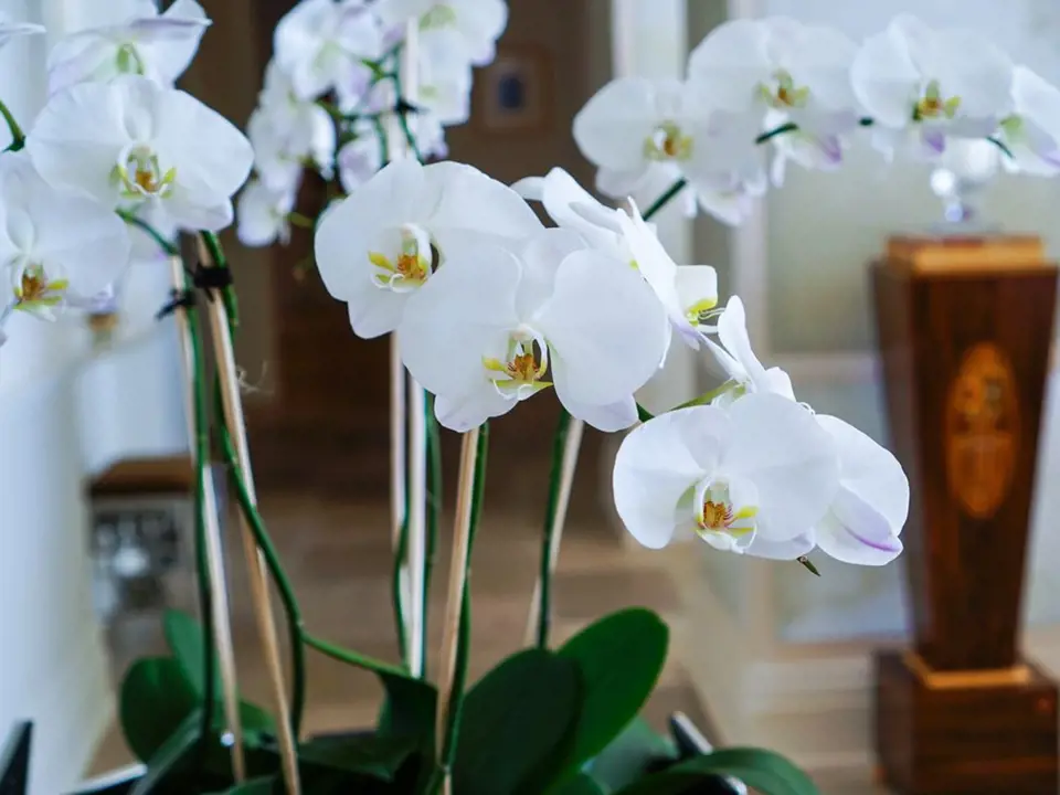 můrovec (Phalaenopsis), oblíbená pokojová orchidej