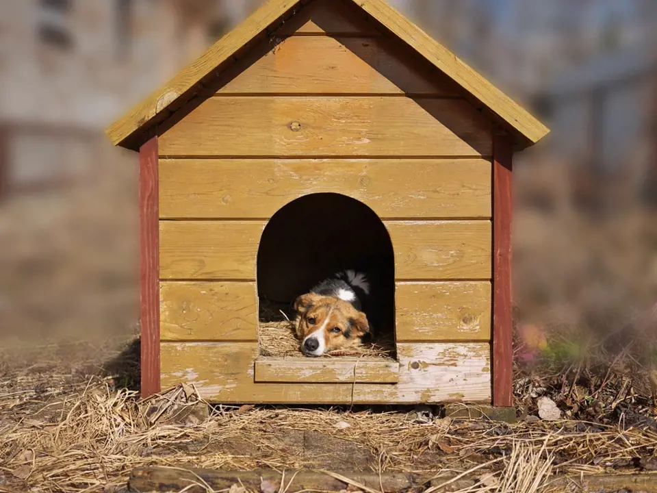 Různé psí rasy potřebují psí boudu odpovídající velikosti.