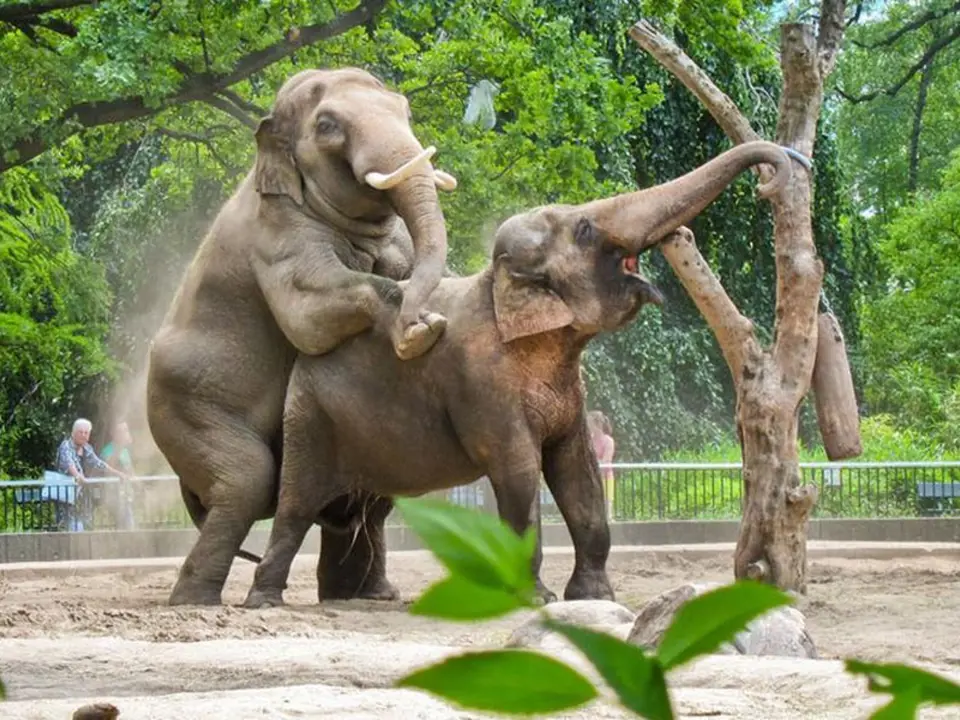 Nejděsivnější tresty, které mohla žena dostat za zapovězenou lásku - ilustrační foto - sloní kopulace