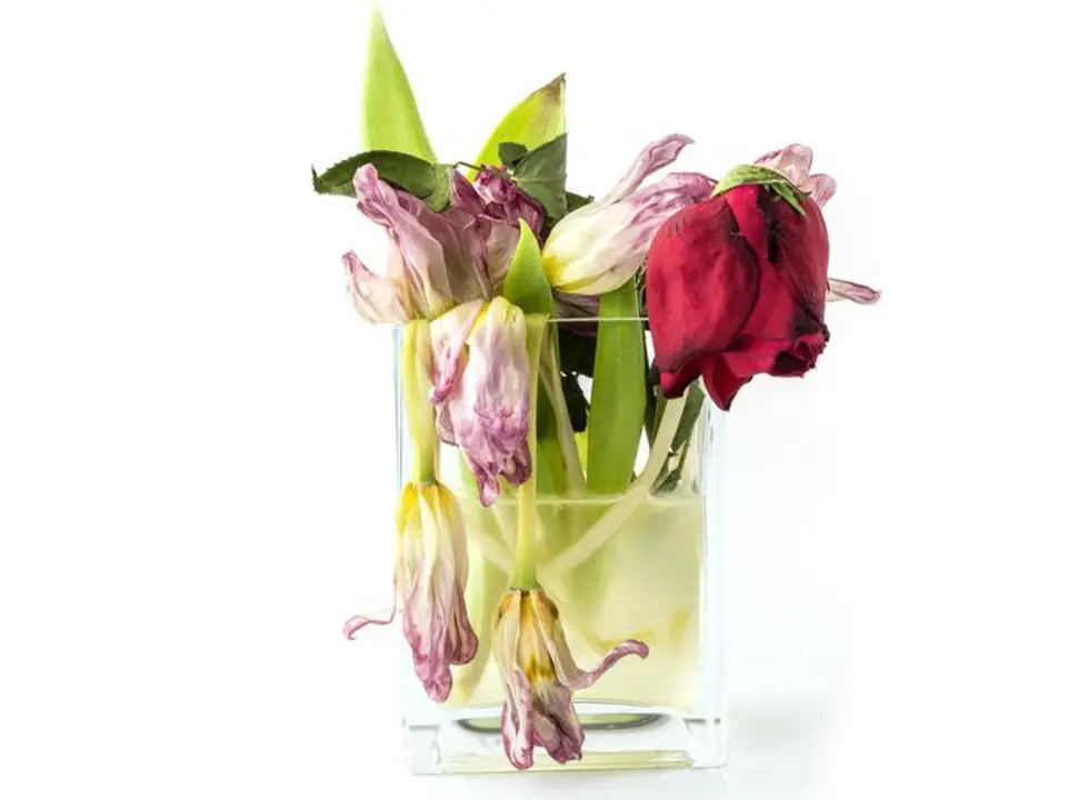 Jak vzpružit řezané květiny? Naplňte lavor horkou (pozor ne vařící) vodou, stonky zkraťte o cca 2,5 cm a celé je do něj ponořte. Nechte květiny 30 až 60 minut ve vodě a poté je vraťte do vázy. Právě jste jim prodloužili pobyt u vás doma.