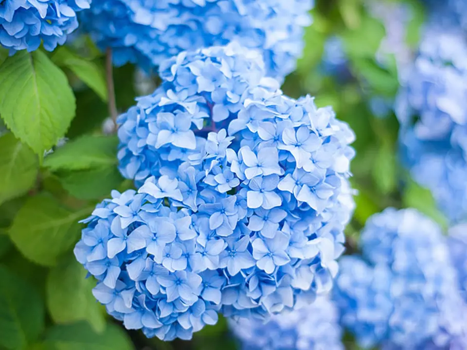 modré hortenzie, legendární zahradní trvalky