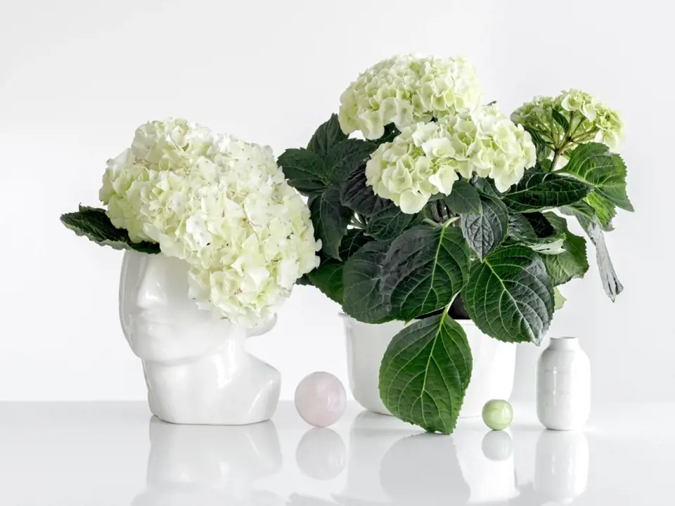 Bíle kvetoucí hortenzie vypadá v bílých nádobách zajímavě.