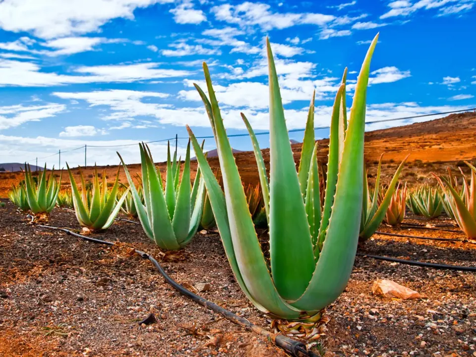 Aloe vera se běžně pěstuje například na plantážích ostrova Fuerteventura.