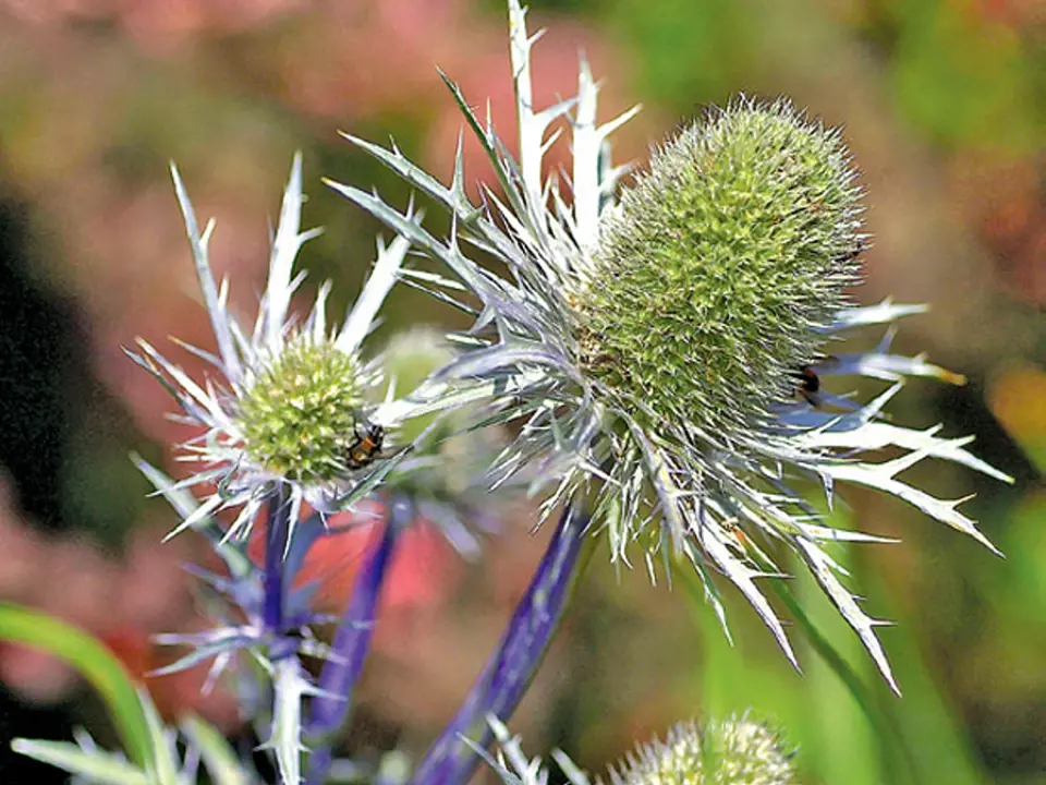 Eryngium alpinum, odrůda 'Amethyst' má modrofialové lodyhy i květenství 
