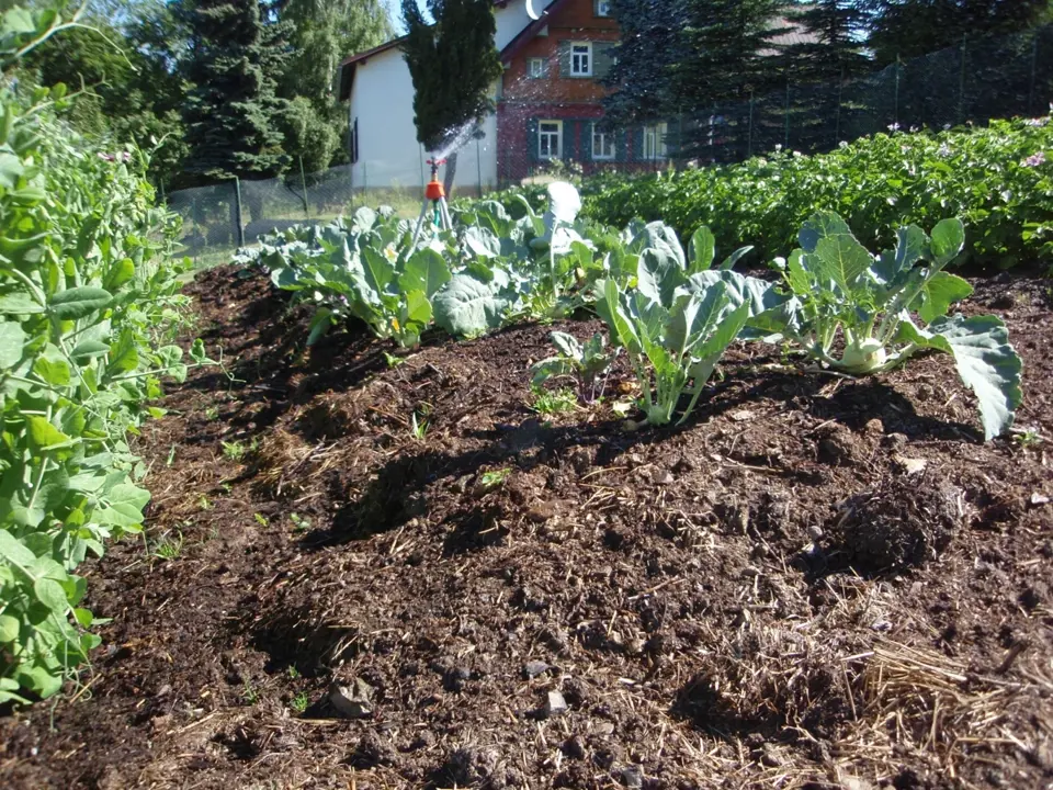 Košťálové zelenině svědčí dostatek výživy, na vyvýšeném kompostovém záhonu se jí proto daří