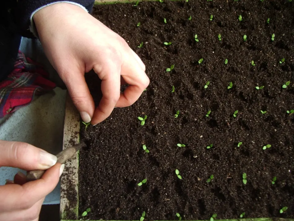 Pikýrování mladých semenáčků begónií