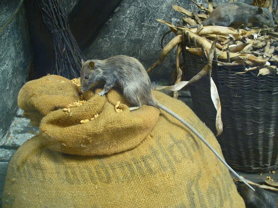Účinným nástrojem využívaným k mučení i usmrcení bývaly také krysy.