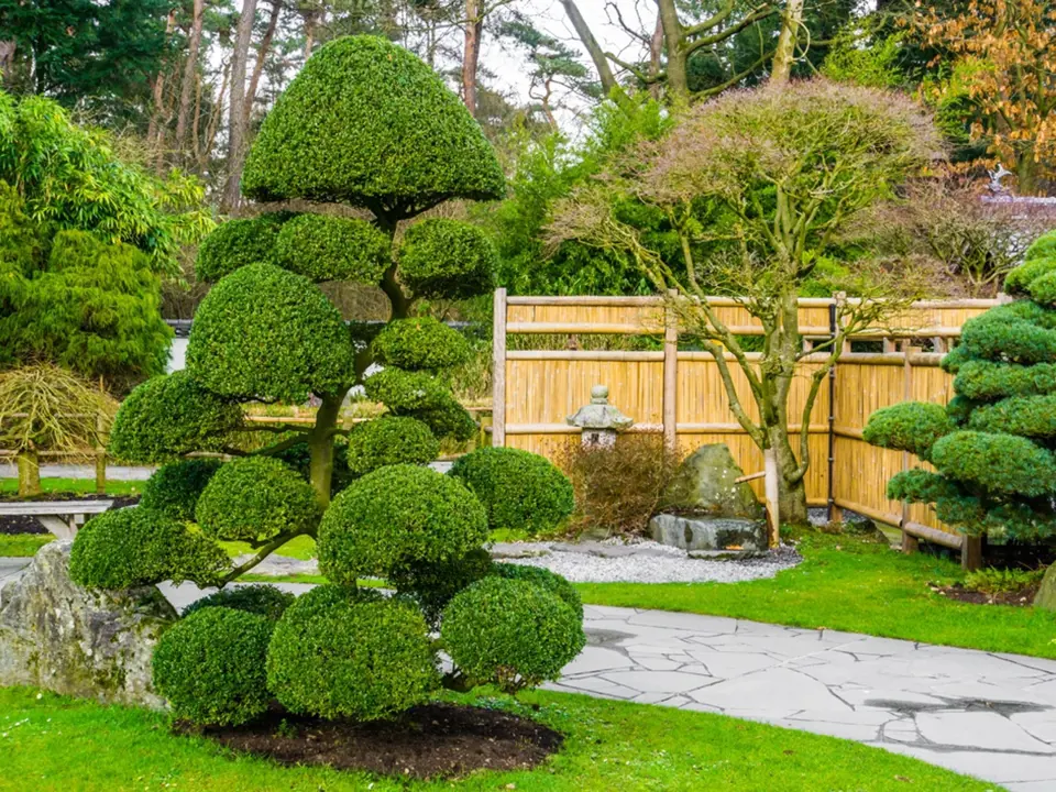 Umělecký střih dřevin v japonských typech zahrad.