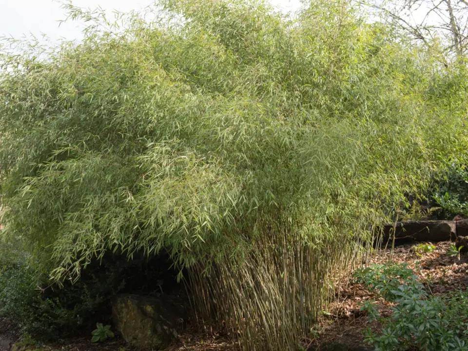 Rákosovec lesklý (Fargesia nitida) patří k trsnatě rostoucím bambusům.
