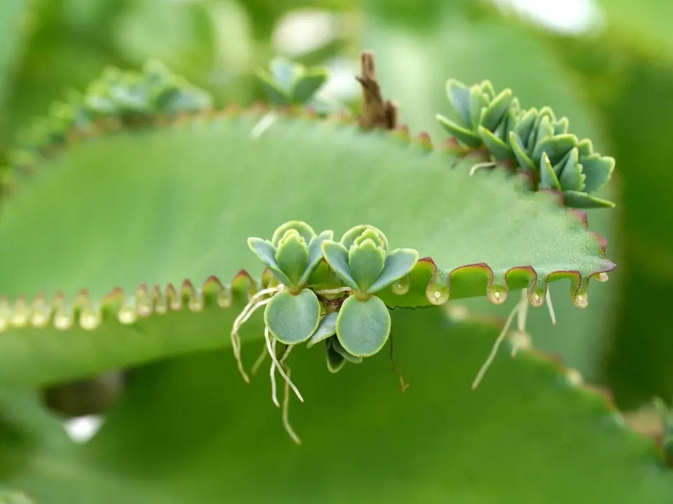 Náduť peřená (Kalanchoe pinnata) se snadno množí dceřinými rostlinami, které vyrůstají na okrajích listů (tzv. viviparie).